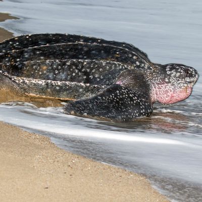 Leatherback sea turtle, Dermochelys coriacea