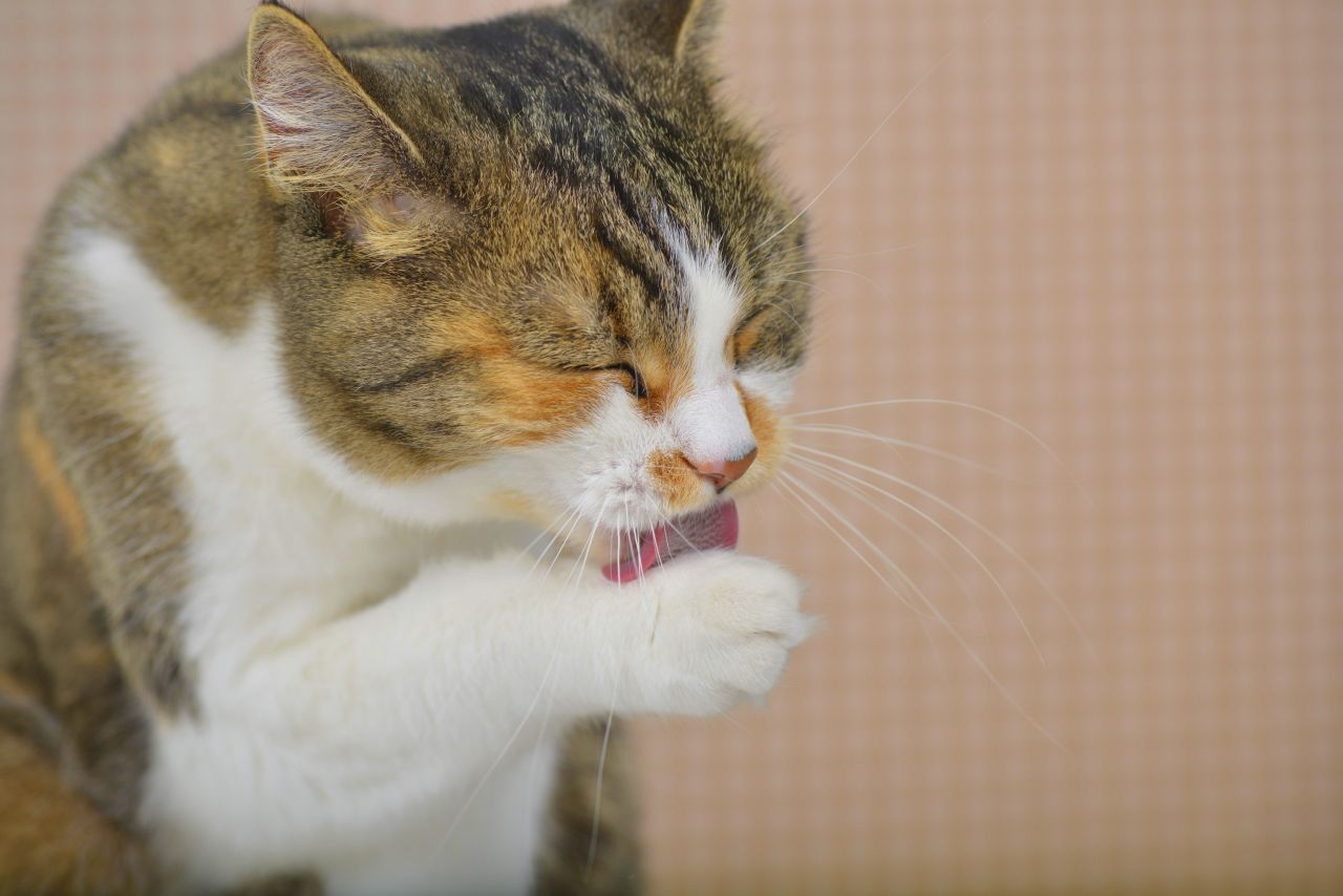 Gutes Wetter nervt Katzen. Denn bei trrockener Luft laden sich ihre Haare verstärkt elektrostatisch auf - und das kribbelt. Wenn sie sich unentwegt das Fell putzen, kann das also auf anhaltendes Schönwetter hinweisen.