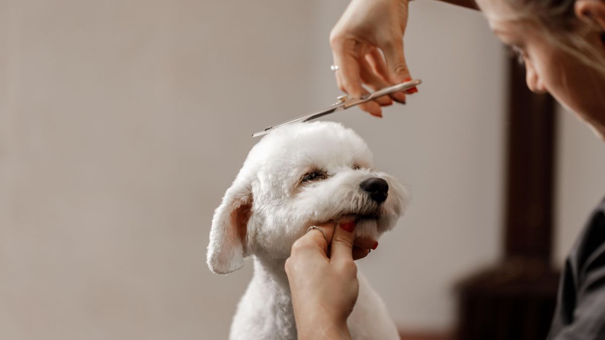 230800518 Hund bekommt Haarschnitt