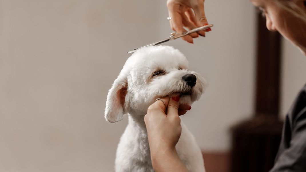 Es geht um mehr als Beauty: Fellpflege bei Haustieren ist wichtig, damit dein Tier gesund bleibt.