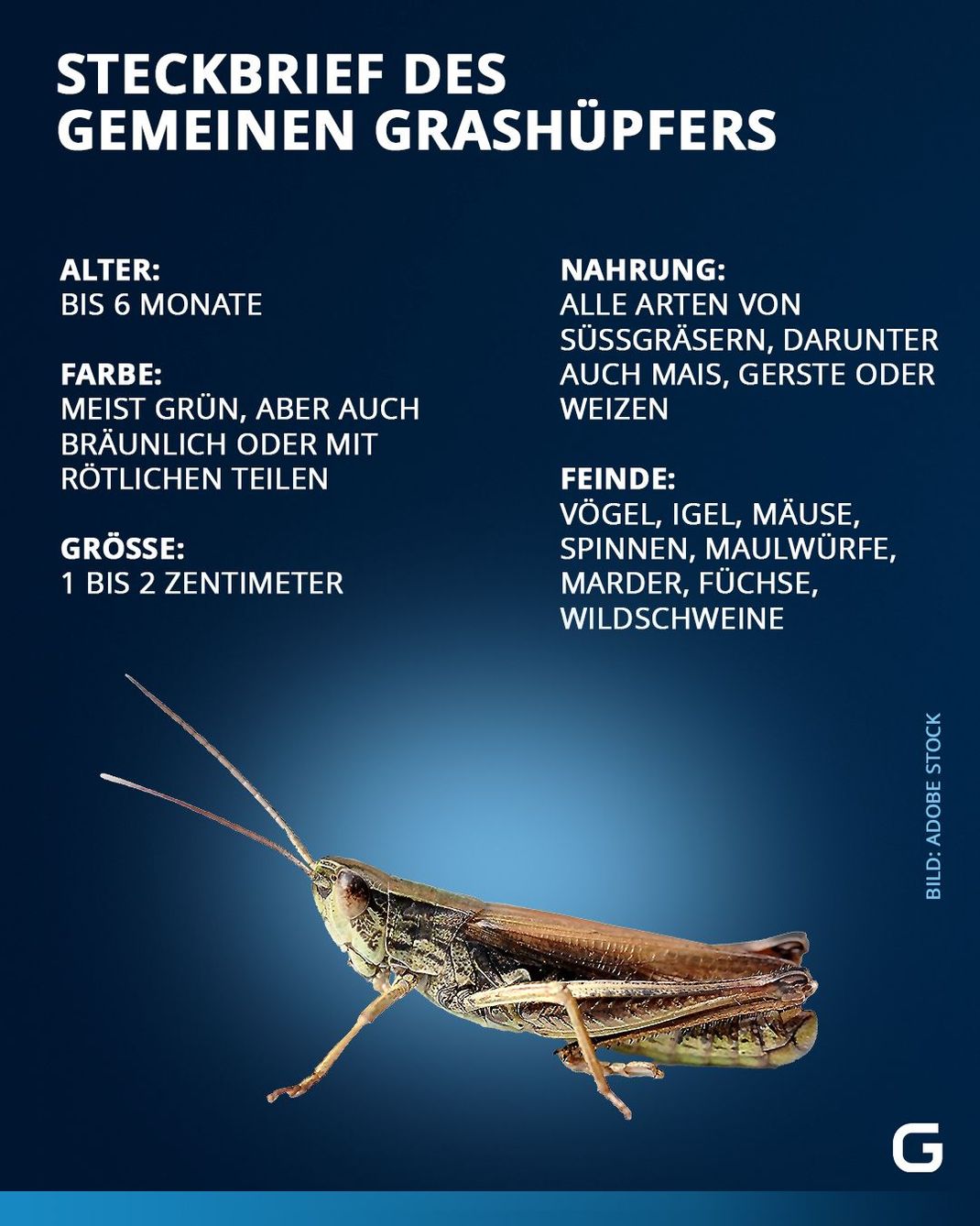 Fakten zum gemeinen Grashüpfer