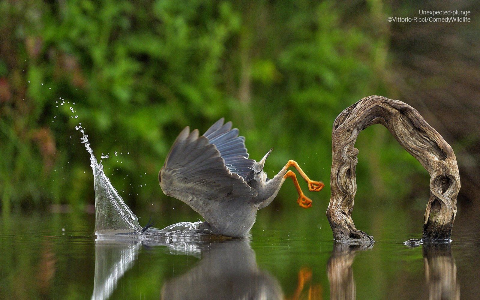 "Unexpected plunge": Der Mangrovenreiher ist eigentlich ein geschickter Jäger. Dieser Vertreter legt statt einem eleganten Kopfsprung eher einen Bauchplatscher hin. Das Bild gewann 2023 in der Kategorie "Spectrum Photo Creatures in the Air Award".