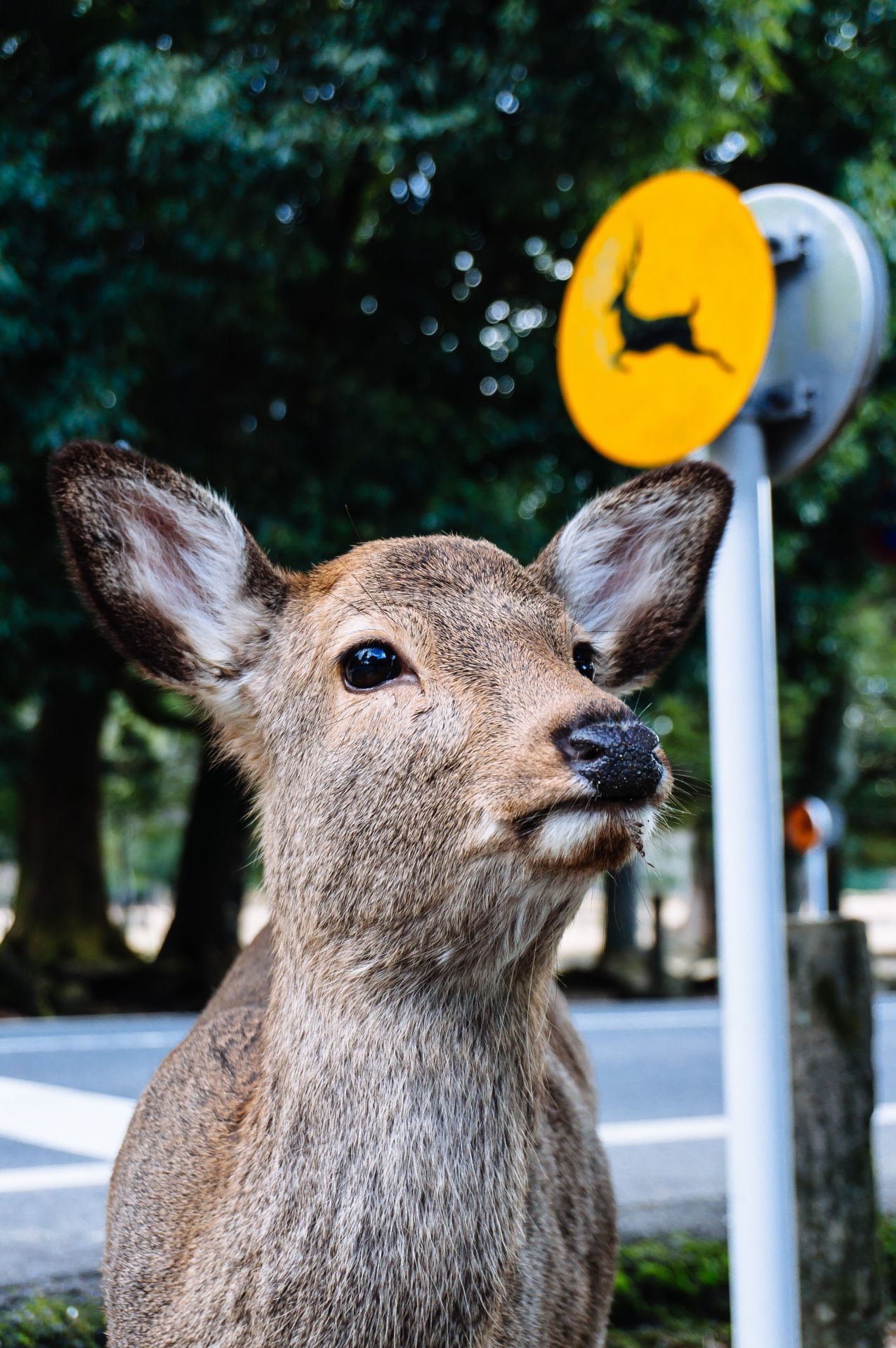 Hirsche füttern gehört zu jedem Parkbesuch. Deshalb sind die Tiere an Menschen gewöhnt - und assoziieren sie sogar mit Futter. Doch wegen der Pandemie bleibt der Park leer – und die Hirsche stürmen die City in der Hoffnung auf Snacks. 