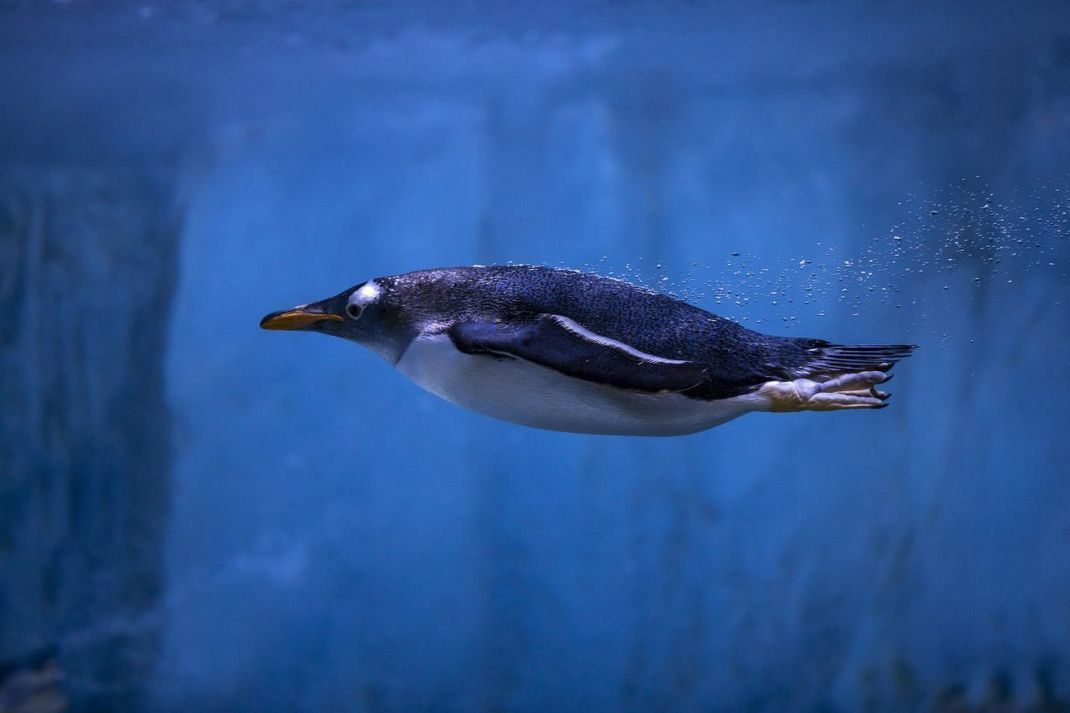 Wie so häufig ist die Natur auch in der Aerodynamik Vorbild für die Technik. Der Pinguin gleitet durch seine Tropfen-Form mit einem cW-Wert von 0,03 fast optimal durchs Wasser. Sie verbrauchen so wenig Energie beim Schwimmen, dass sie umgerechnet mit einem Liter Sprit fast 2500 Kilometer weit schwimmen könnten, haben Forscher:innen des Kieler Helmholtz-Zentrum für Ozeanforschung ausgerechnet – zumindest, wenn sie Benzin tanken könnten. 