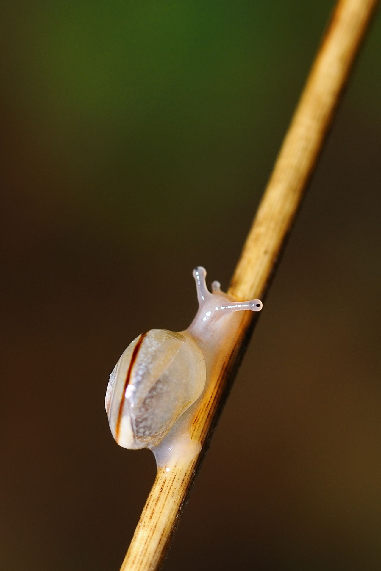 Hey, Schnecke! Bei jungen Tieren ist das Gehäuse teils noch durchsichtig. 