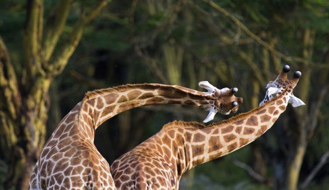 Problematisch bei Narkosen ist der lange Hals der Giraffen.