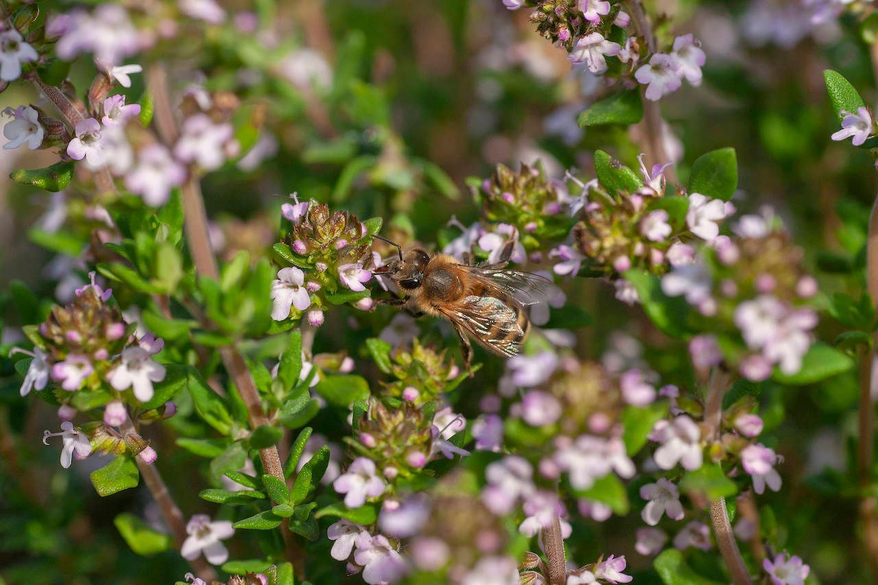 Der Thymian blüht bis in den September und die kleine violetten Blüten sind eine sehr gute Nahrungsquelle für Bienen und Schmetterlinge.