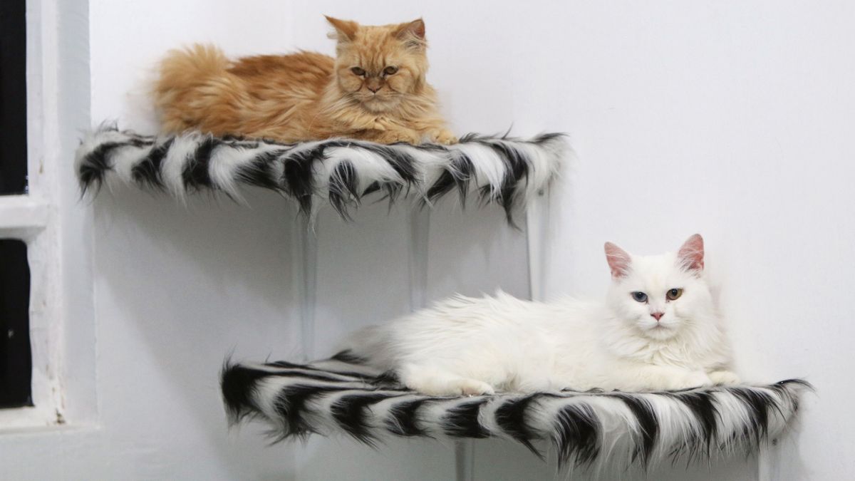 IRAQ-CAT/HOTEL