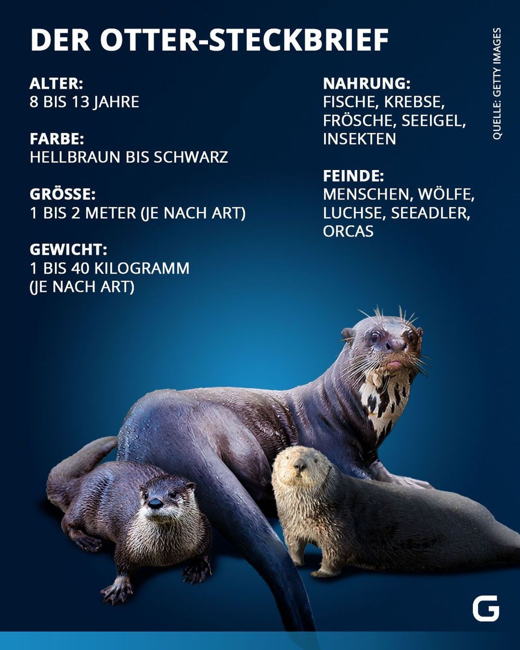 Steckbrief Otter: Alter, Farbe, Größe, Gewicht, Nahrung und Feinde des Otters. 