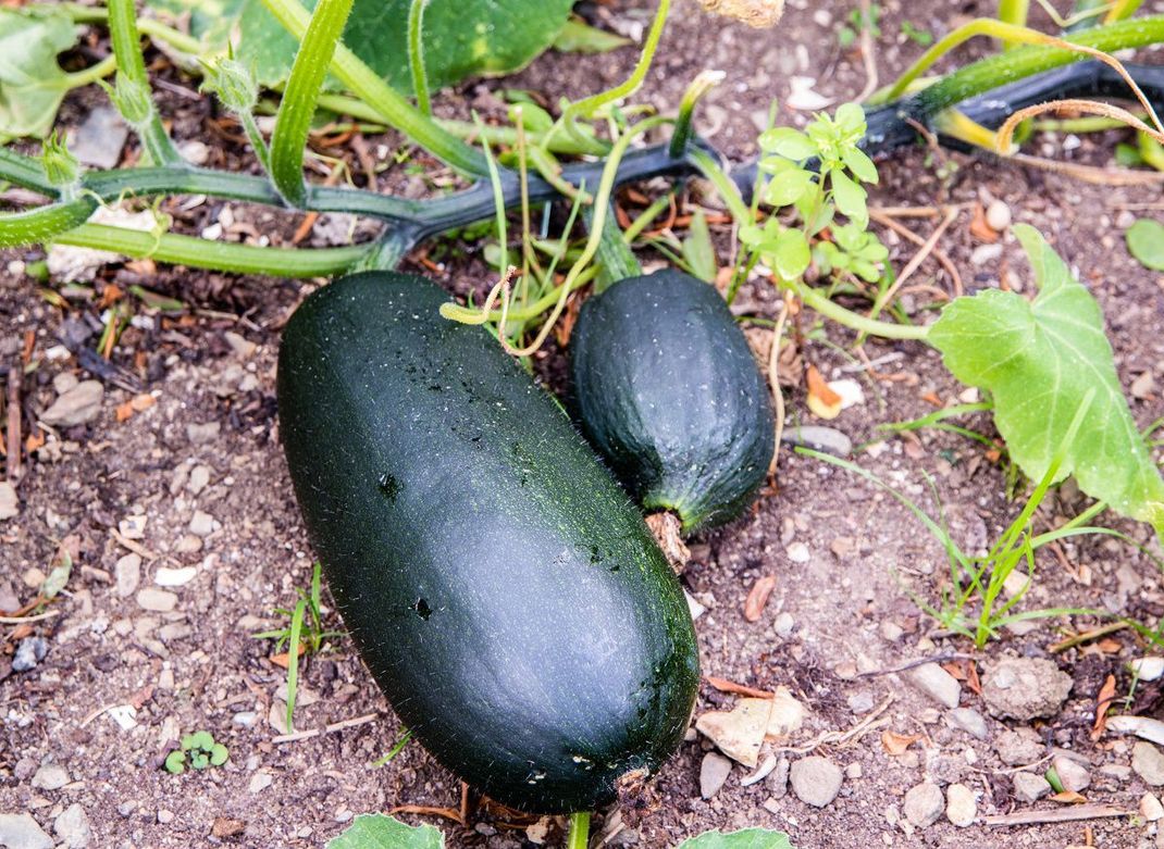 Wer nicht viel Arbeit haben, aber gern das eine oder andere Gemüse im Garten anbauen möchte, sollte sich vorher informieren, was wie pflegeintensiv ist.  Besonders leicht haben Sie es zum Beispiel mit der Zucchini.