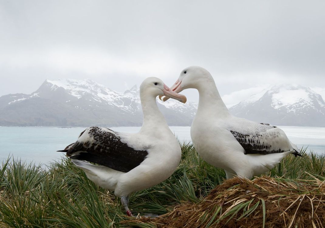 Wander-Albatrosse sind treue Tiere.