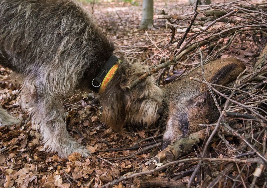 Ein ausgebildeter Suchhund schnüffelt im August 2020 an einem toten Wildschwein.