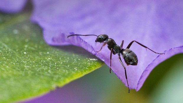 Ameisen im Garten loswerden & bekämpfen