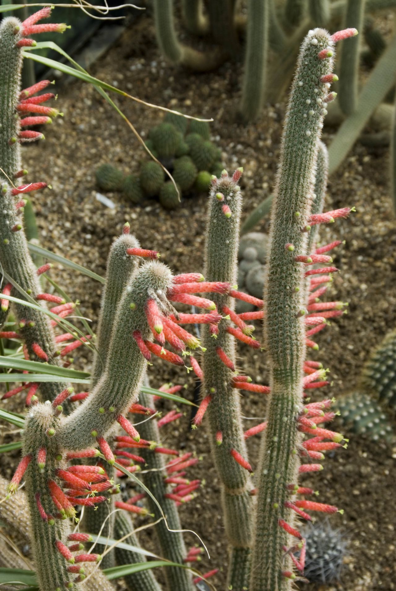 Der Cleistocactus smaragdiflorus treibt etwa 4 bis 5 Zentimeter senkrecht abstehende Blüten - wie ein rotes Feuerwerk.