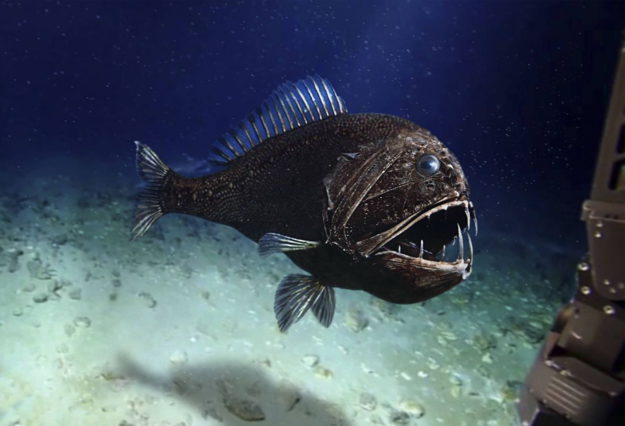 Hier siehst du einen Fangzahnfisch (Anoplogaster cornuta). Diese Art lebt in gemäßigten und tropischen Ozeanen in Tiefen zwischen 200 bis 5.000 Metern. Die Tiere sind etwa 18 Zentimeter lang.