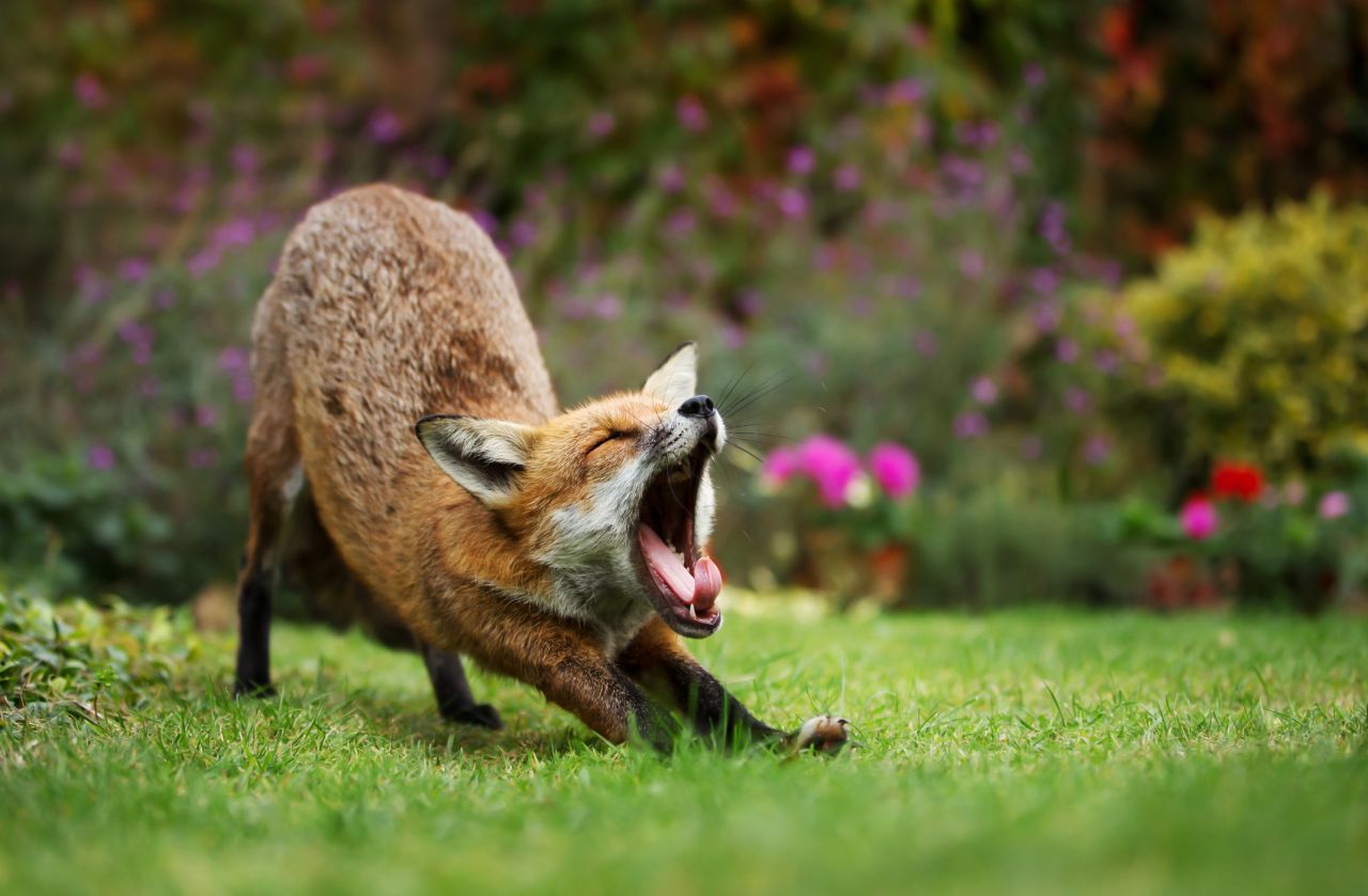 Von wegen schlauer Fuchs: Im Gähn-Ranking schneidet er mit 1,8 Sekunden nicht so gut ab.