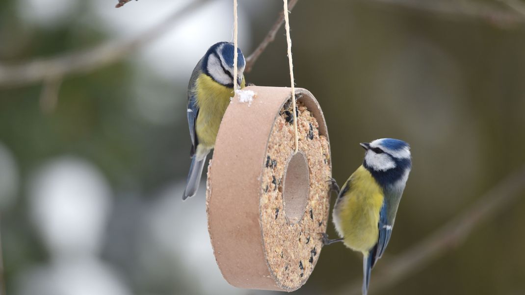 Vogelfutter kannst du ganz einfach selbst herstellen. Welche Zutaten heimische Vogelarten lieben und wie du dein selbstgemachtes Vogelfutter am besten anbringst!