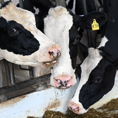 Zu geringe Strafen bei Tierquälerei?