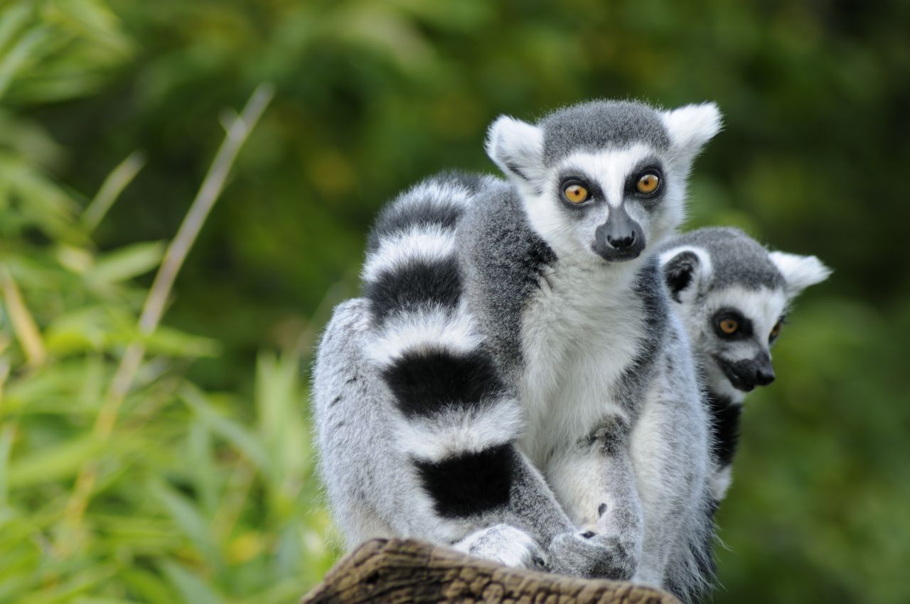 Lemuren kommen nur auf Madagaskar und den vorgelagerten Inseln vor und waren dort einst weit verbreitet. Heute ist es deutlich stiller in den Baumwipfeln der Wälder des ostafrikanischen Inselstaats. Schuld daran ist Waldrodung, ausgedehnte Landwirtschaft und Bejagung.