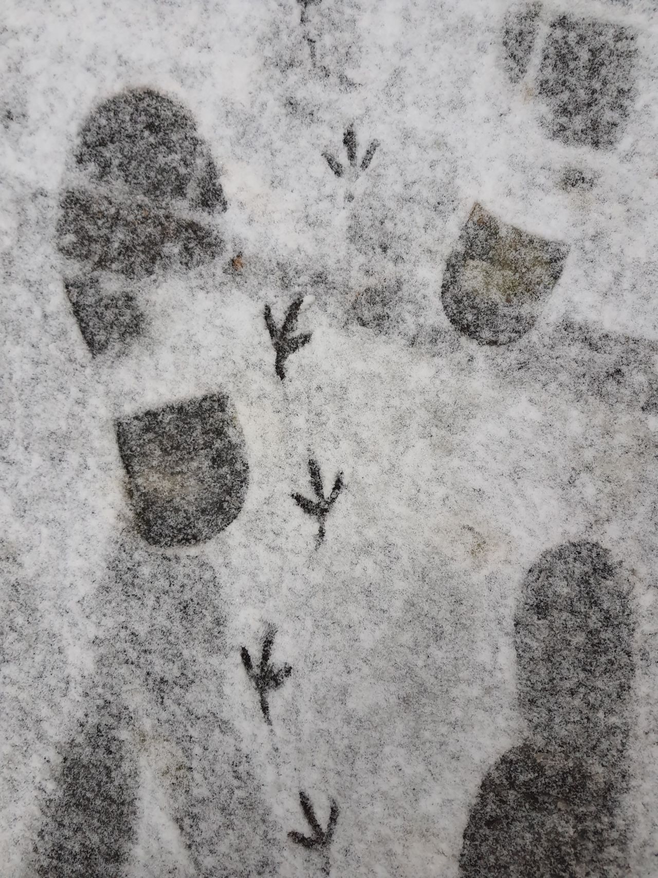 Spurensuche funktioniert auch in der Stadt: Hier ist der Fall recht klar, ein Mensch und eine Taube sind über den frischen Schnee gelaufen. 