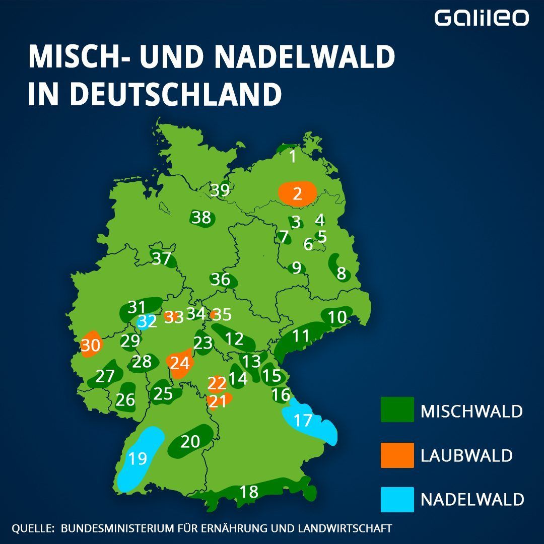 Welcher Wald verbirgt sich hinter welcher Zahl? Einfach nach rechts swipen!