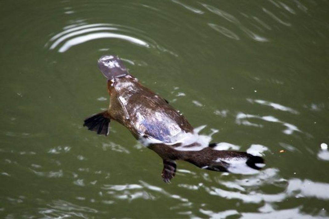 Ein Schnabeltier im Wasser.