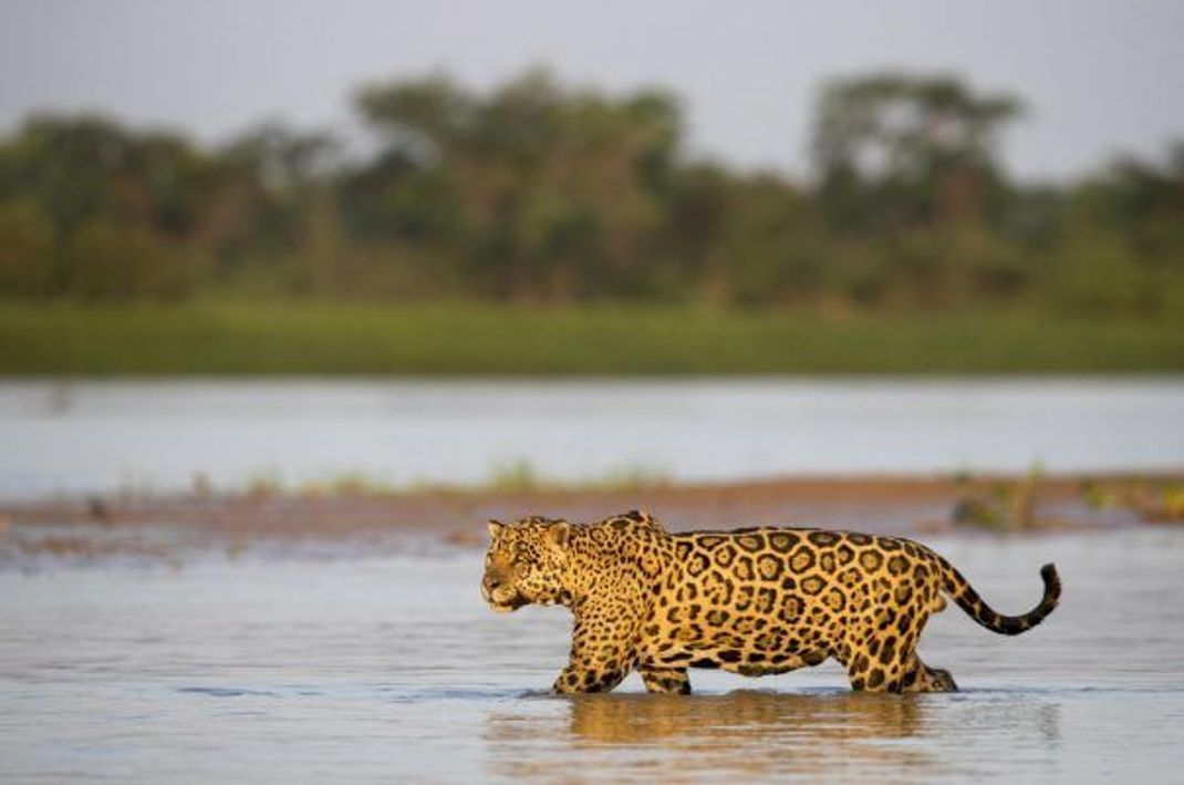 Jaguare sind sehr gute Schwimmer. Sie fühlen sich im Wasser sogar so wohl, dass sie zur Abkühlung auch mal stundenlang brusttief im See verbringen.