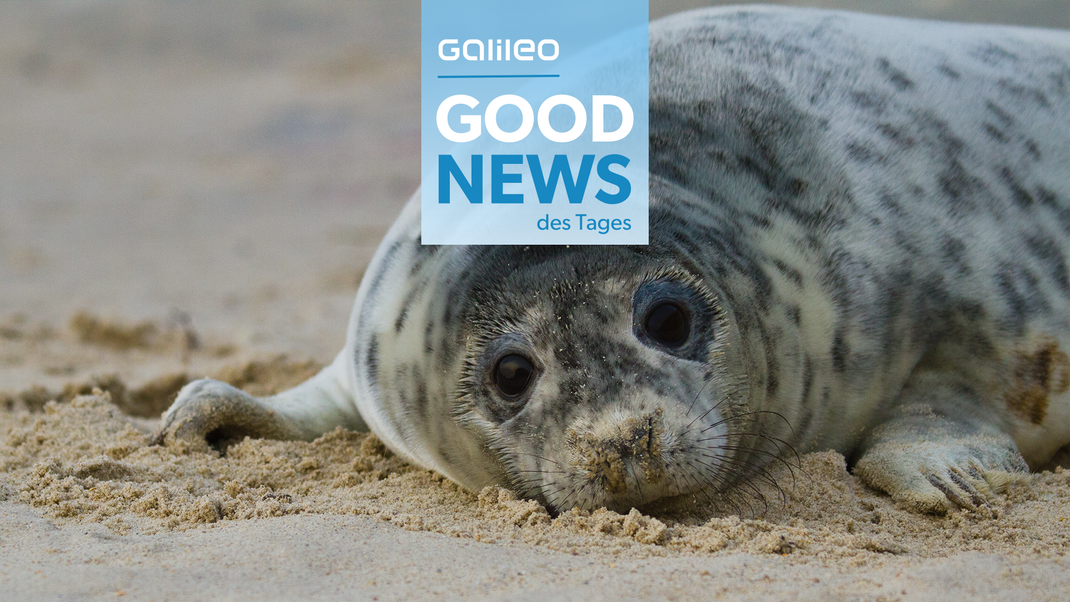 Mit der "Robben.App" können Strandspaziergänger:innen in Schleswig Holstein bald aktiv am Schutz von Meeressäugern wie Robben teilhaben.