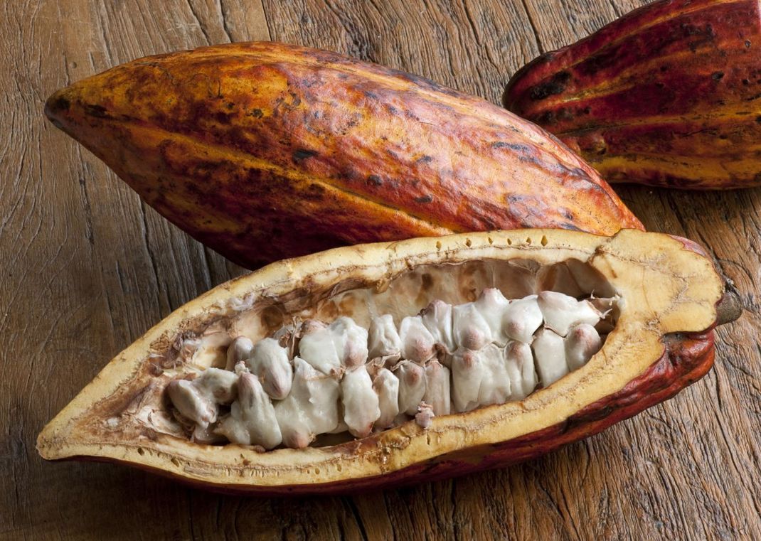 Die Kakaofrucht: In der Mitte liegen geschützt die Kakao-Bohnen. Aus dem Fruchtfleisch ringsherum wird der Saft gepresst.