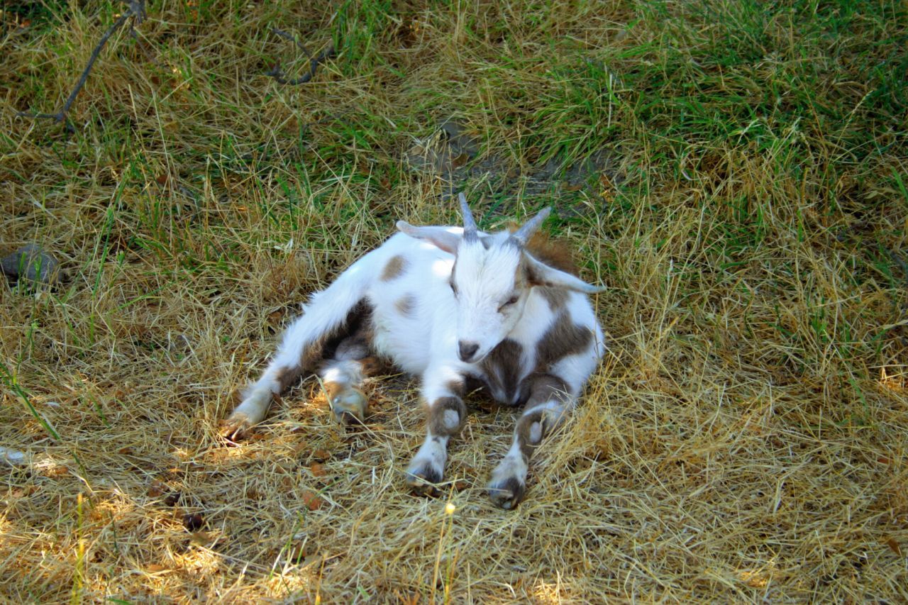 Die Myotonic Goats, eine amerikanischen Hausziegen-Rasse, verfallen aufgrund der Erbkrankheit Myotonie bei Gefahr in Schreckstarre.