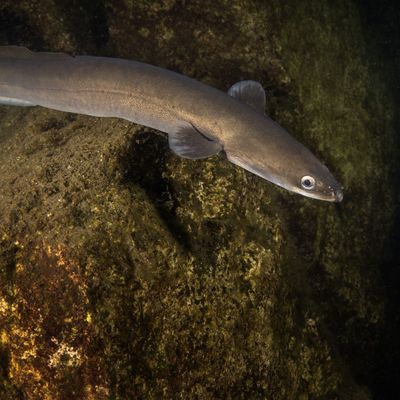 European eel is hiding on the bottom. Eel in freshwater. Nightdive in the lake. Rare fish looks like snakes.