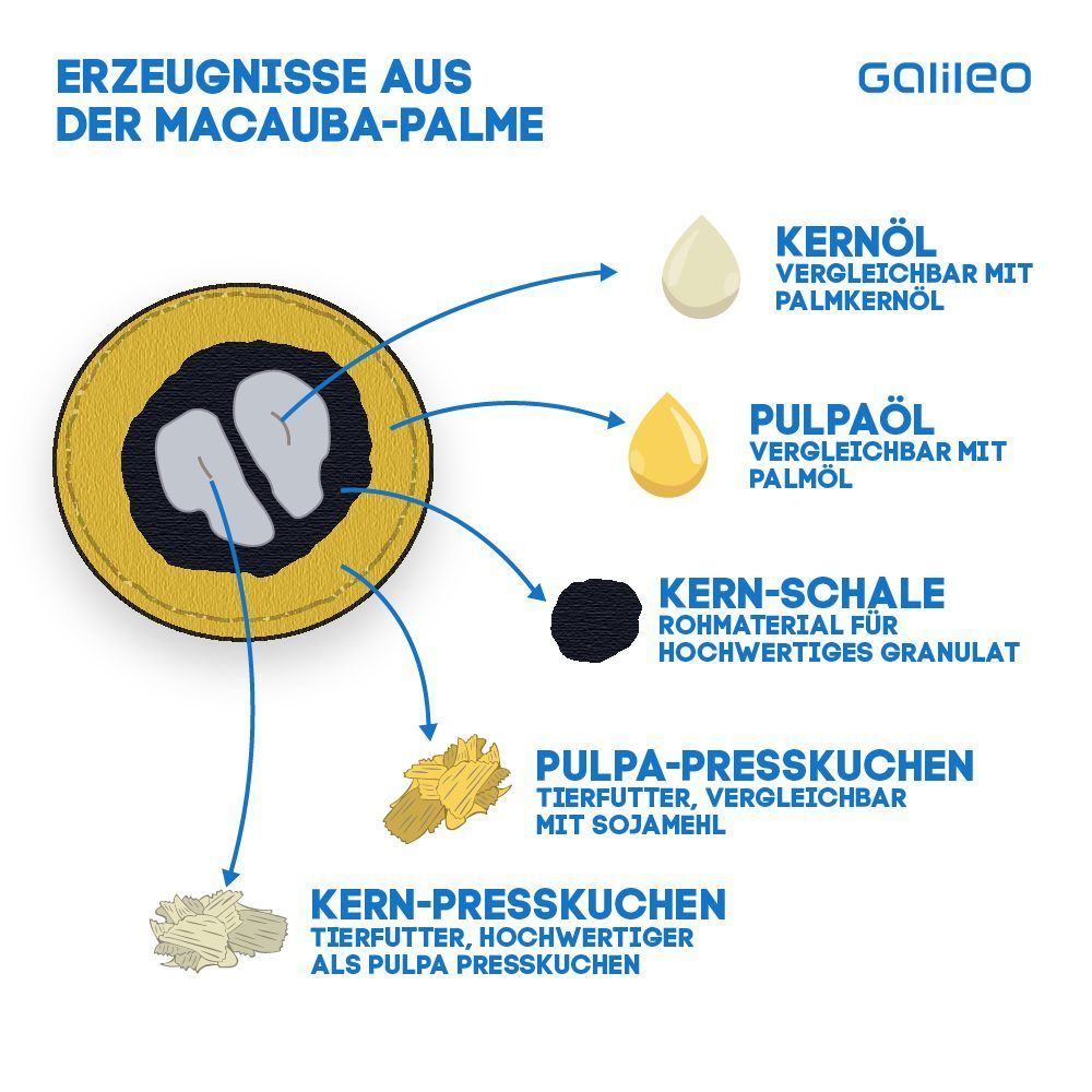 Schädlich für Mensch und Natur: Ist Palmöl wirklich so kritisch?