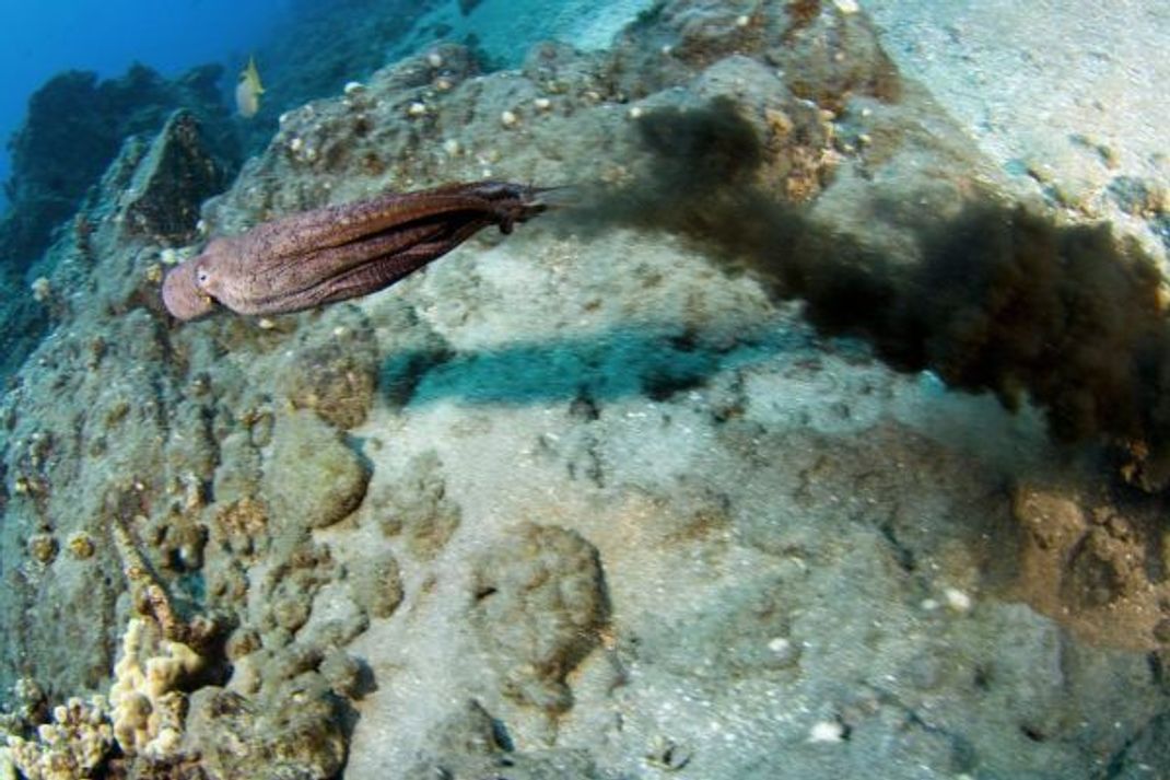 Ich bin dann mal weg! Dieser Oktopus verschwindet hinter einer dunklen Tintenwolke.