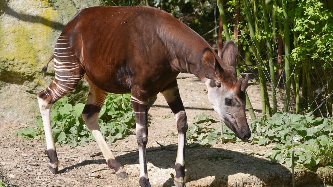 Okapis haben eine ungewöhnliche Fellfärbung und große Ohren