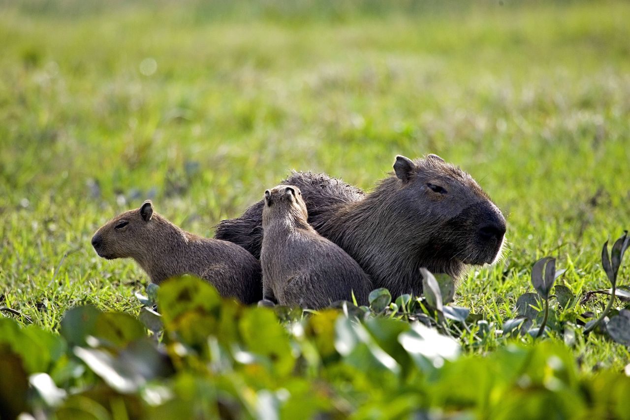 Capybara - das größte Nagetier der Welt lebt in Amerika