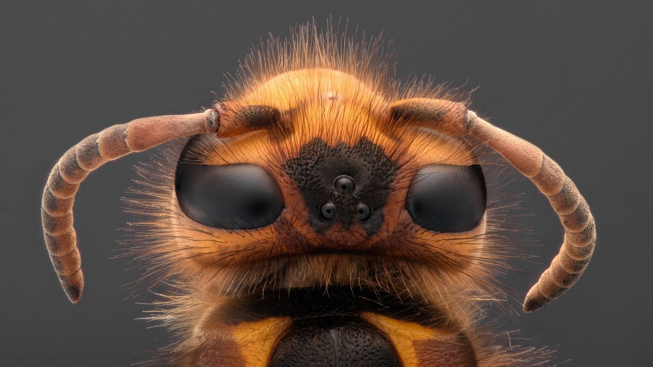 Makroaufnahme vom Kopf einer Wespe