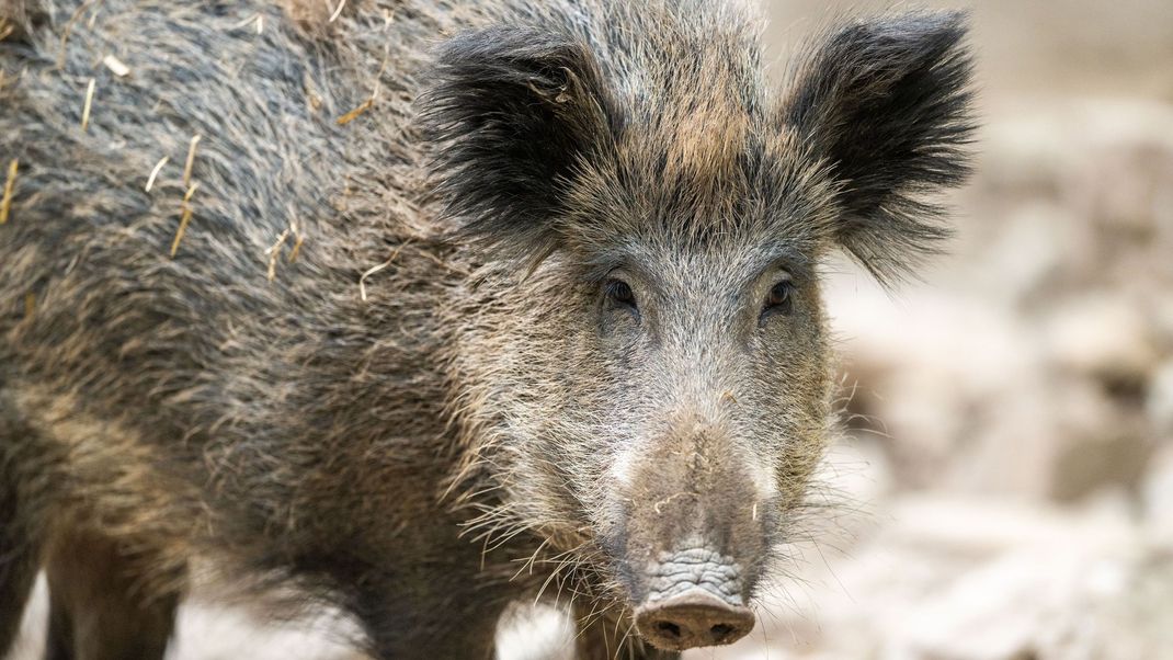 Mindestens 30 Wildschweine sind nach Schätzungen des Landkreises Goslar in der Stadt Braunlage unterwegs.