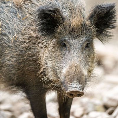 Wildschwein