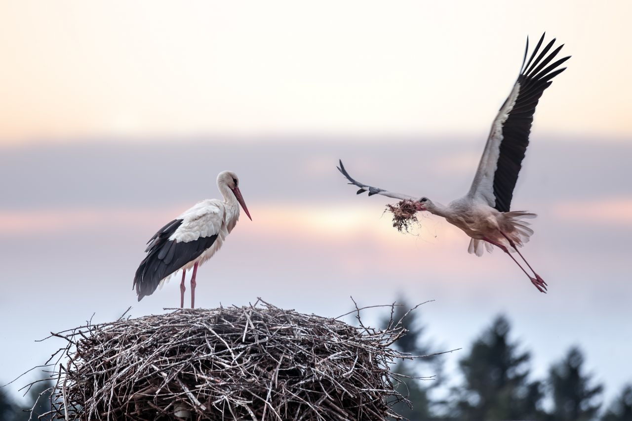 Treue Seelen? Störche leben vorwiegend monogam und bleiben meist ein Leben lang zusammen. Aber auch bei den Vögeln wurden schon Seitensprünge, Partnertausch und Dreiecksbeziehungen beobachtet.