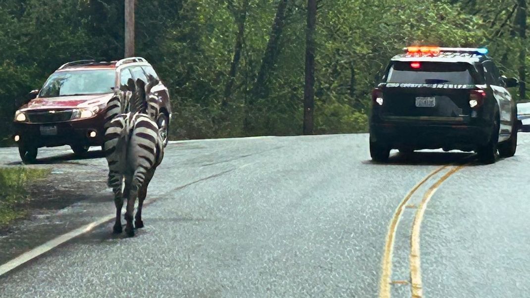 Vier Zebras entwischten aus einem Hänger. Zwei der Tiere und ein Baby sind wieder in Gewahrsam – eines wird noch vermisst.