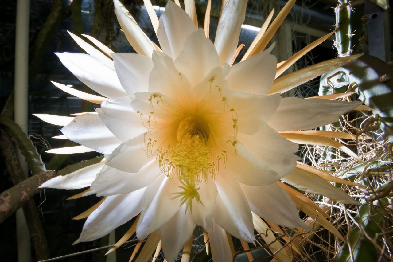 Die "Königin der Nacht" bringt die vielleicht schönste Blüte aller Sukkulenten hervor. Bis zu 30 Zentimeter groß und angenehm nach Vanille duftend. Leider ist die Blüte alljährlich nur wenige Nächte hintereinander zu sehen, und selbst dann nur für wenige Stunden.