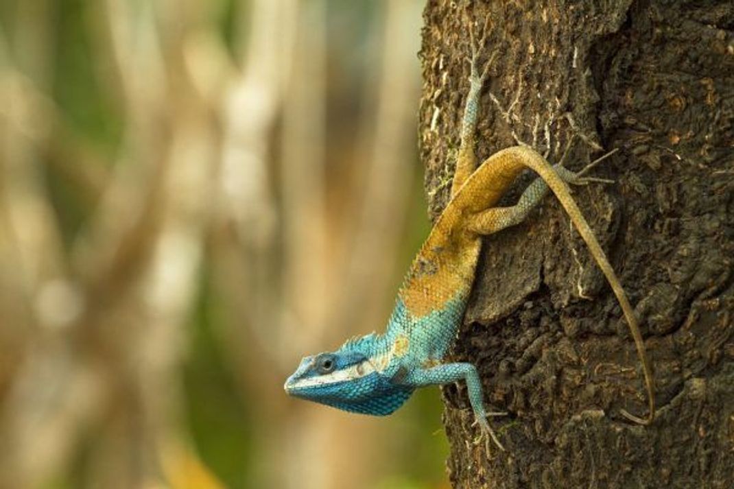 Die Blaukopf-Schönechse (Calotes goetzi) in Kambodscha zählt ebenfalls zu den Neu-Entdeckungen aus der Mekong-Region. Das Reptil wechselt zur Verteidigung die Farbe.