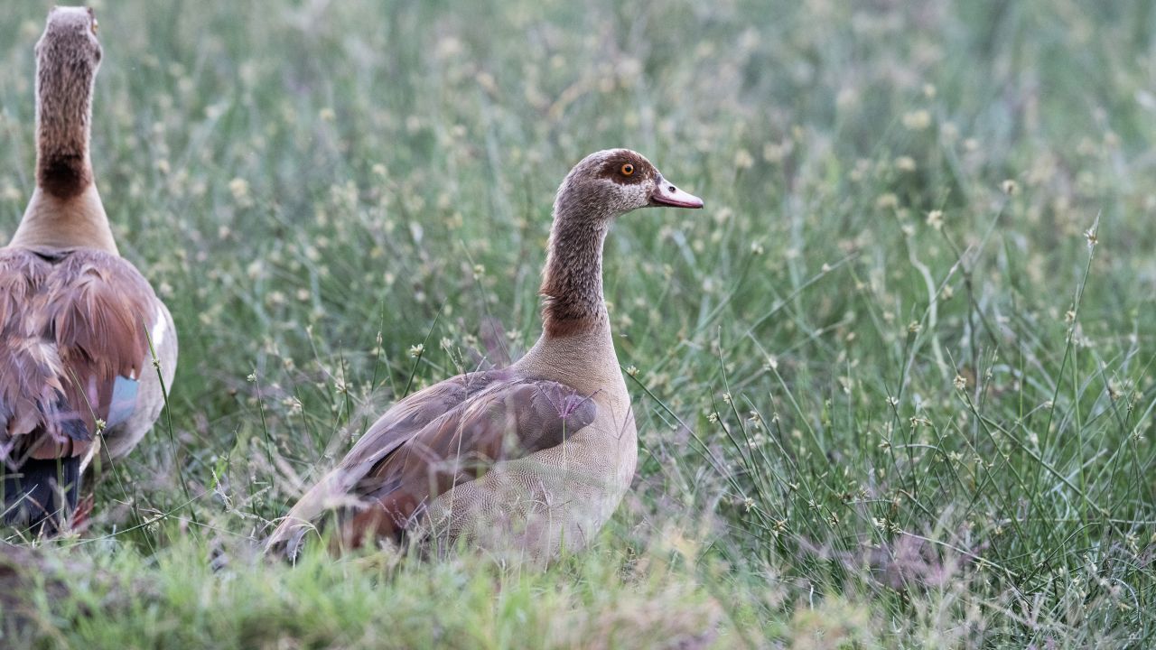 Die Nilgans vertreibt nicht nur heimische Enten- und Gänse-Arten. Auch die Zutaten der Frankfurter "Grünen Soße" schmecken ihr gut.&nbsp;