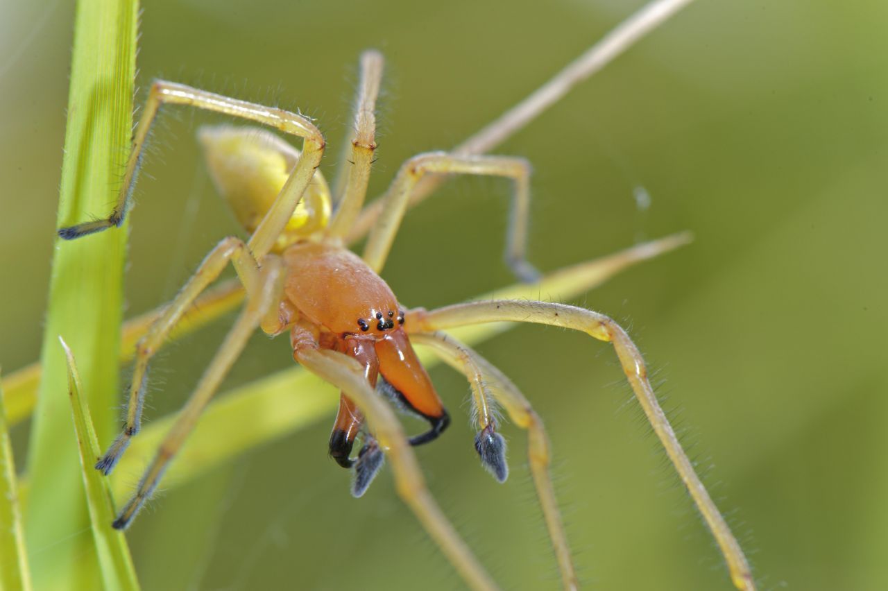 Diese kleine Spinne kommt eigentlich aus dem Mittelmeerraum: der Ammen-Dornfinger. Doch mit den steigenden Temperaturen fühlt sie sich auch in Deutschland wohl. Mit ihrem Kiefer durchdringt die Gift-Spinne unsere Haut. Die Folge: drei Tage Schmerzen, dann sollte der Spuk vorbei sein.