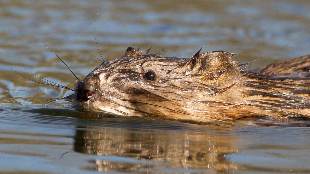 Eine Bisamratte im Wasser.