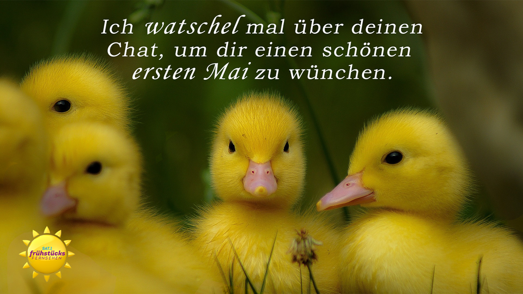 Kleine Enten wünschen dir einen schönen Maifeiertag.