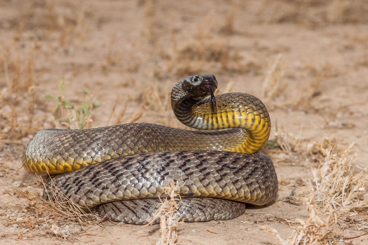 Der Australische Inland-Taipan gilt als giftigste Schlange der Welt. Er produziert nicht nur das Nervengift "Taipoxin", sondern auch Proteasen, die die Blut-Gerinnung hemmen, rote Blutkörperchen und Muskel-Gewebe zerstören. Damit ist die "Schreckens-Otter" etwa 50-mal giftiger als eine Indische Kobra und 650- bis 850-mal giftiger als eine Diamant-Klapperschlange. Die bei einem Biss durchschnittlich abgesonderte Giftmenge würd