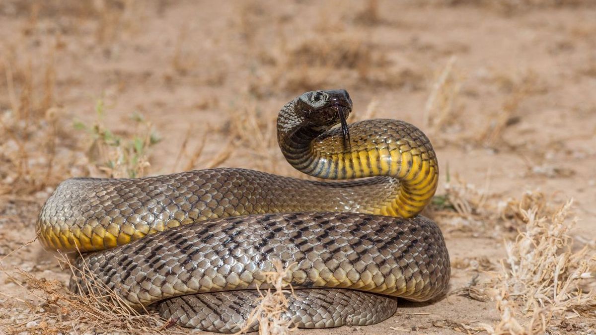 Inland-Taipan_GettyImages-942435992_Ken_Griffiths