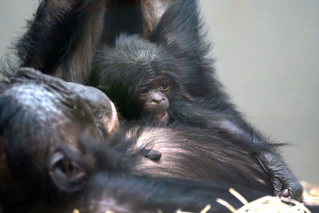 Bonobo-Baby Kasita ist tot in der Stuttgarter Wilhelma aufgefunden worden.