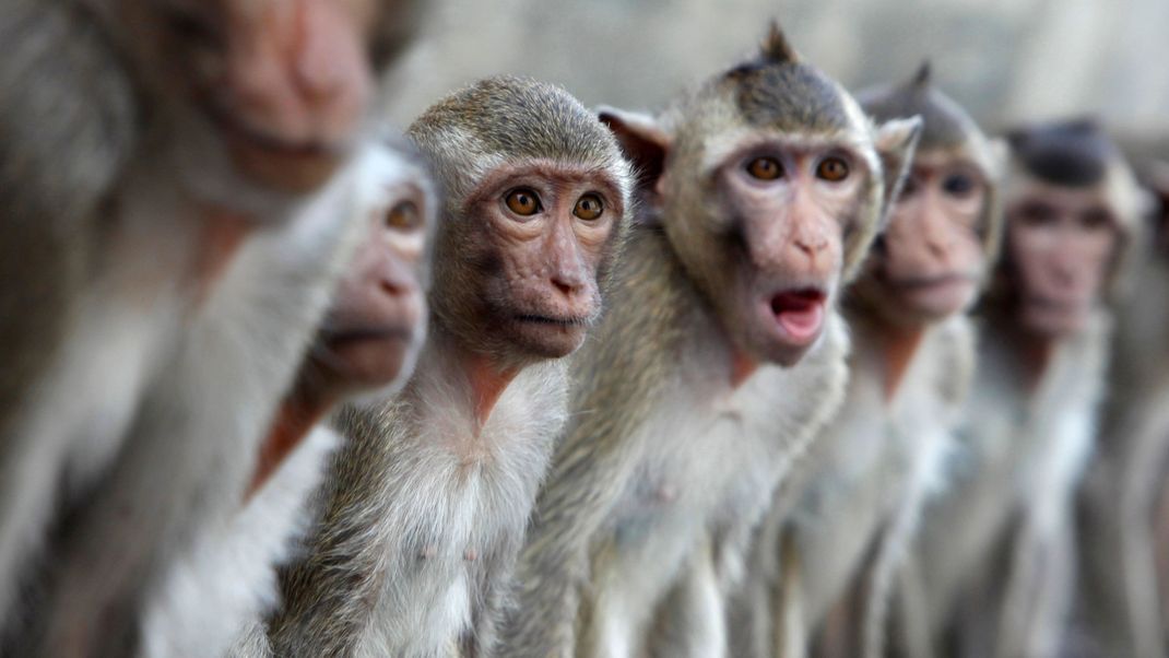 Die Makaken in Thailand sind bekannt dafür, aggressiv zu sein. Jetzt soll eine Spezialeinheit in der Provinz Lop Buri die Affen unter Kontrolle bringen.